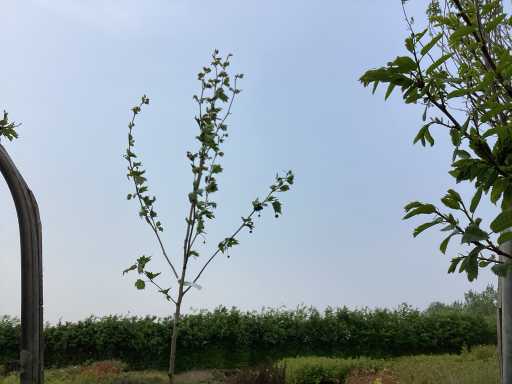 Sierbomen - Plantaan (x5)