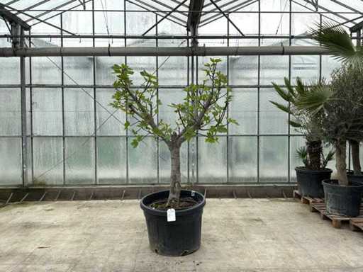 Feigenbaum (Ficus carica)