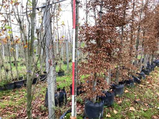 Wapno wielolistne - Parkboom