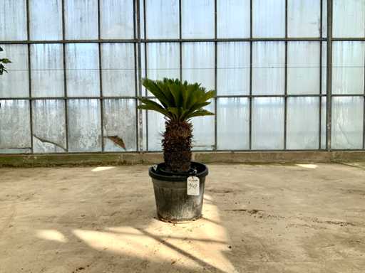 Palm tree (Cycas revoluta)