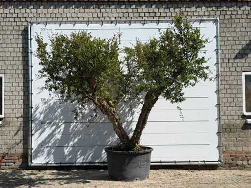 Pomegranate Tree XXL - Punica Granatum - height approx. 280 cm