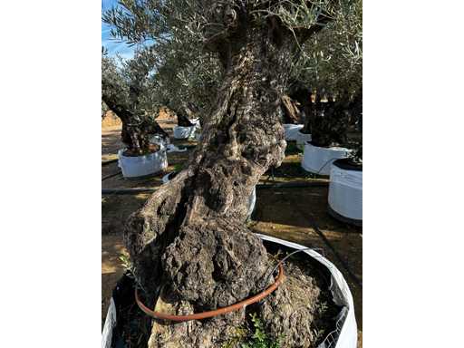  OLEA EUROPEA SECOLARE  