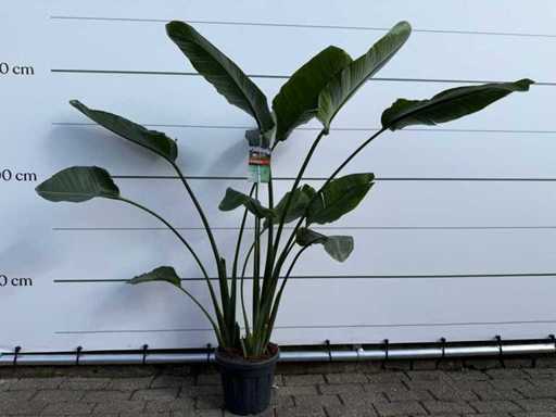 Plante oiseau de paradis - Strelitzia Augusta - hauteur environ 170 cm