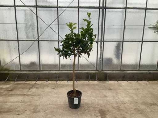 Ręka Buddy (Citrus Medica)