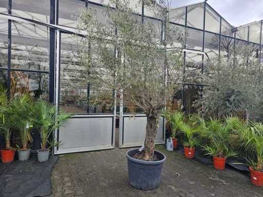 Prachtvoller Olivenbaum (Olea europaea) - ca. 120 Jahre alt - 300 cm