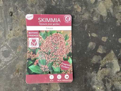 Skimmia (30x)