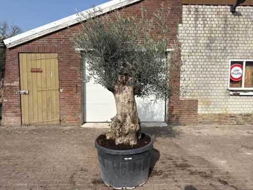 Bonsaï olivier - Olea Europea - 50 ans - Taille environ 250 cm