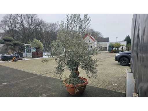 Prachtige 100 jaar oude olijfboombonsai - Olea europaea - 280 cm