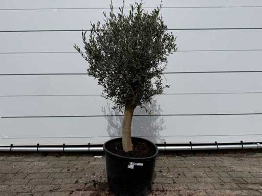 Olivenbaum Florida – Olea Europaea – Höhe ca. 170 cm