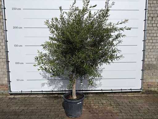 Olivenbaum Andalucia L – Olea Europaea – ca. 50 Jahre alt – Höhe ca. 250 cm