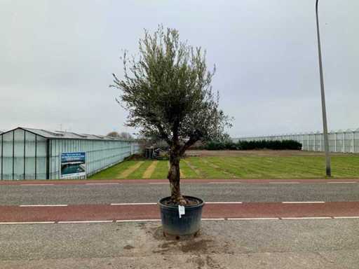 Olijfboom (Olea Europaea Lessini)