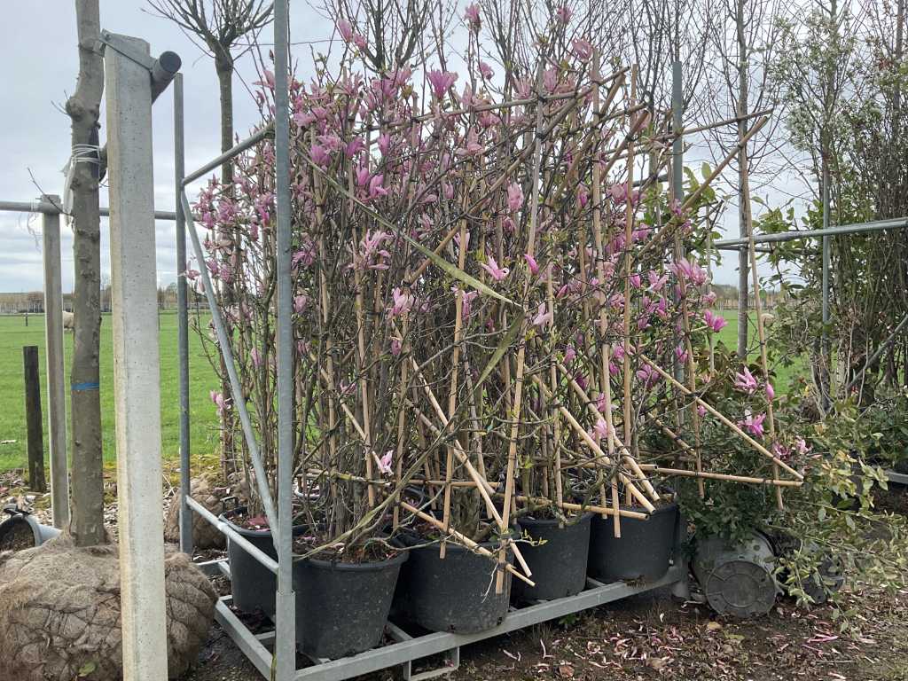 Espalier de magnolia