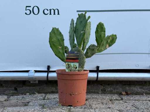 Kaktus opuncji – Opuntia vulgaris – wysokość ok. 50 cm