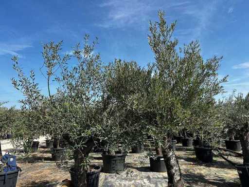 Europäische Olive (2x)