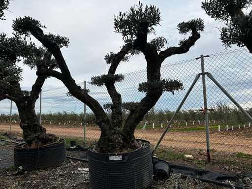  OLEA EUROPEA POM POM SECOLARE  