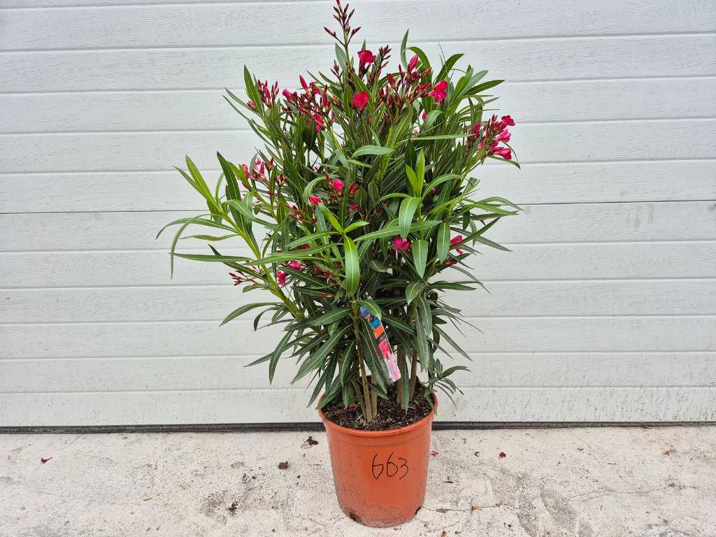 Nerium Oleander Rood - hoogte ca. 90 cm