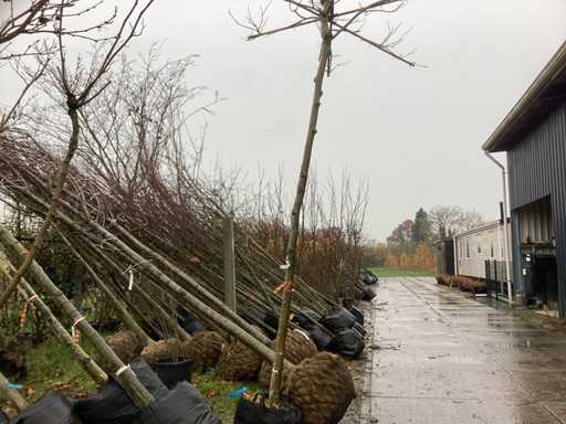 Platan de acoperiș - Arbore de acoperiș (de 3 ori)