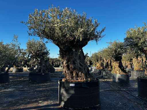 Olive tree in basket Specimen