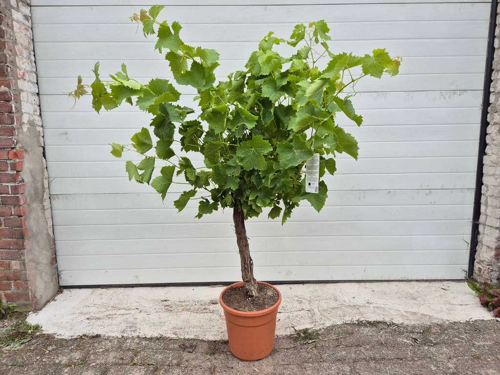 Drzewo winogronowe - Vitis Vinifera - Drzewo owocowe - wysokość ok. 150 cm