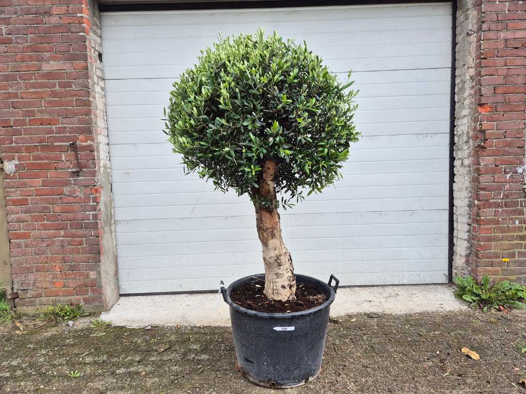 Żarówka Olive Tree Compact XL - Olea Europaea - wysokość ok. 180 cm