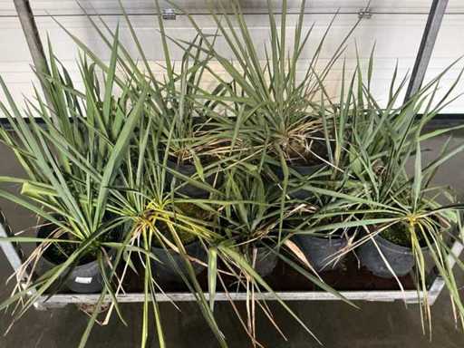 Overige bomen en planten (12x)