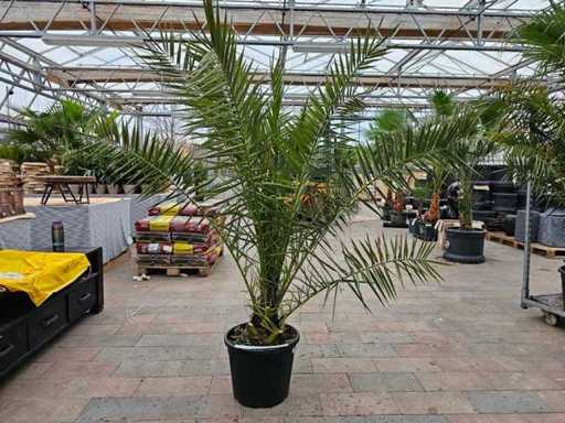 Prächtige Phönix Palme (Dattelpalme) - 200 cm - Mediterranes Flair