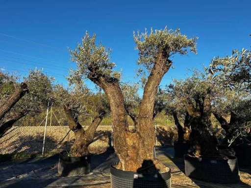Jahrhundertealter Olivenbaum im Korb