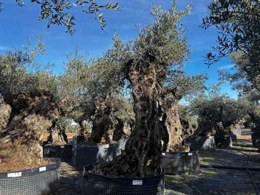 Centuries-old olive tree in basket
