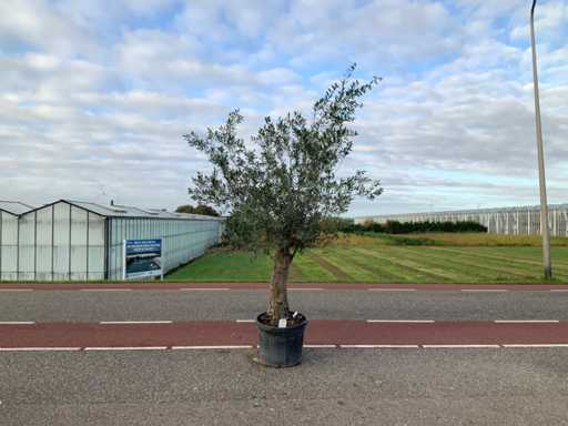 Olive tree (Olea Europaea Lessini)