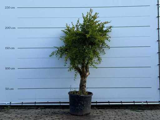 Grenadier - Punica Granatum - hauteur environ 220 cm