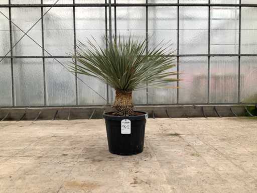 Palmboom (Yucca Rostrata)