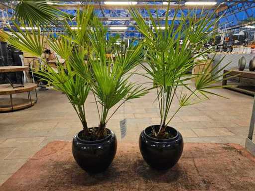 2er Set Winterharte Zwergpalmen (Chamaerops humilis) in schwarzen Keramiktöpfen