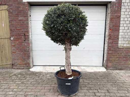 Olive Tree Round Ball L - Olea Europaea - Height 200 cm
