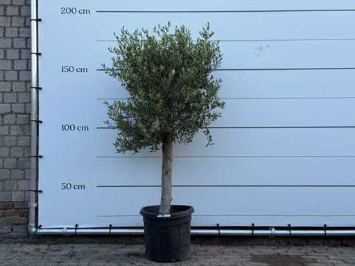 Drzewo oliwne Florida - Olea Europaea - około 25 lat - wysokość ok. 170 cm