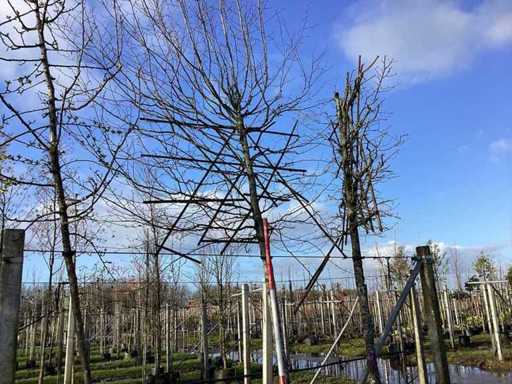 Haagbeuk - Leiboom (2x)