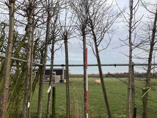 Cireș cu flori de iarnă - arbore ornamental