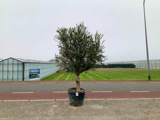 Olijfboom (Olea Europaea Lessini)
