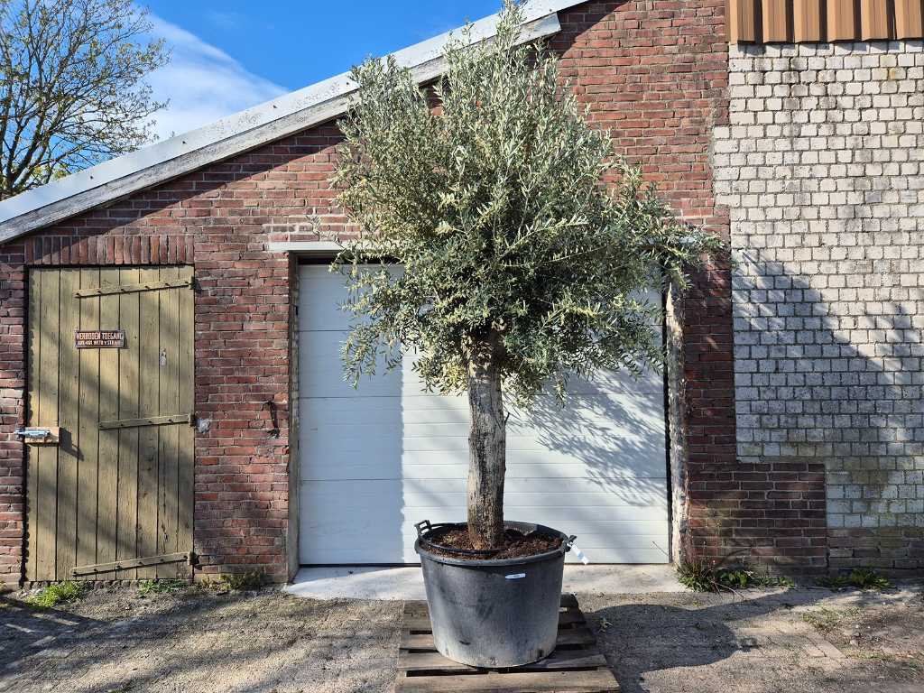 Olivenbaum mit großer Krone - Olea Europaea - Höhe ca. 400 cm