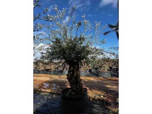 Olea Europea Secolare 15 unități 