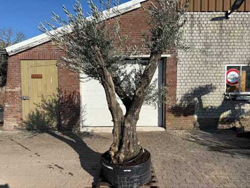 Olive tree Bonsai Ramificado - Olea Europaea - 50 years old - Height approx. 250 cm 