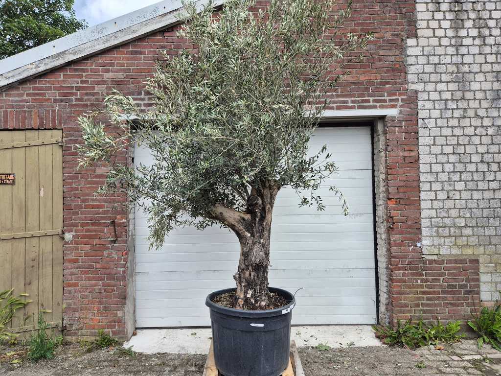 Olijfboom Old Skin - Olea Europaea - ca. 50 jaar oud - hoogte ca. 300 cm