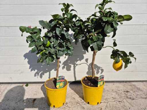 2x Lemon tree - Citrus Limon - height approx. 60 cm
