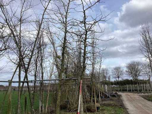 Amberboom - Laanboom (2x)