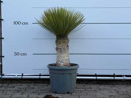 Yucca Rostrata L - Yucca Rostrata - altezza circa 130 cm