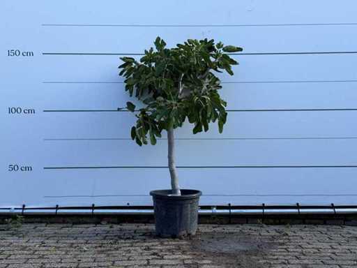 Figuier bas - Ficus Carica - hauteur environ 150 cm