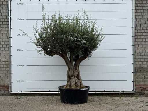 Olivo Tortuga XL - Olea Europaea - circa 80 anni - altezza circa 250 cm