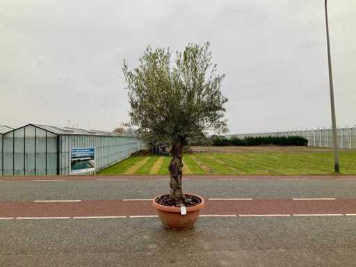 Olijfboom (Olea Europaea Lessini)