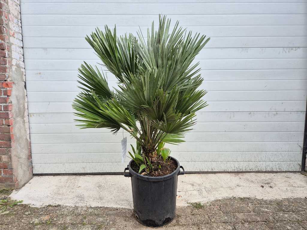 Palma karłowata europejska kompaktowa - Chamaerops humilis - drzewo śródziemnomorskie - wysokość ok. 130 cm 