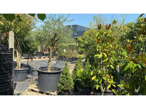 Olea europ. Olivier