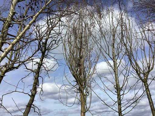 Common Privet - Topiary Tree
